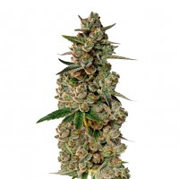 Growers Choice - Monkey Glue Growers Choice - Monkey Glue