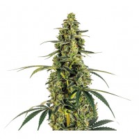 Growers Choice - Monsterbud Growers Choice - Monsterbud