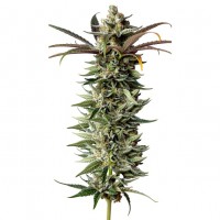 Growers Choice - Naranja Biscotti Fast Version Growers Choice - Naranja Biscotti Fast Version