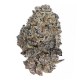 Growers Choice Original Oreos Growers Choice Original Oreos cannabis seeds