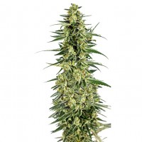 Growers Choice - Permanent Whitemarker Growers Choice - Permanent Whitemarker