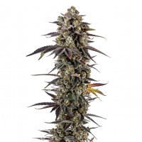 Growers Choice - Pink Glitterbomb Growers Choice - Pink Glitterbomb
