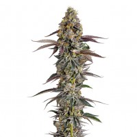 Growers Choice - Platinum Mimosa Cookies Growers Choice - Platinum Mimosa Cookies