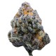 Growers Choice Platinum Mimosa Cookies Fast Version Growers Choice Platinum Mimosa Cookies Fast Version cannabis seeds