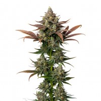 Growers Choice - Rainbow Candy Growers Choice - Rainbow Candy