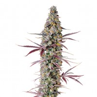 Growers Choice - Red Banana Berry Growers Choice - Red Banana Berry