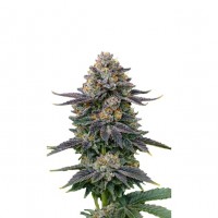 Growers Choice - RS11 Growers Choice - RS11