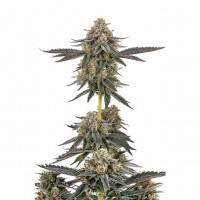 Growers Choice - SFV Purps Growers Choice - SFV Purps
