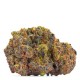 BC Bud Depot SFV Purps BC Bud Depot SFV Purps cannabis seeds