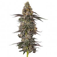 Growers Choice - Sticky Wasabi Triploid F1 Growers Choice - Sticky Wasabi Triploid F1