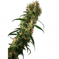Growers Choice - Super Beldia Growers Choice - Super Beldia