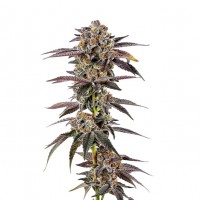 Growers Choice - Super Boof Growers Choice - Super Boof