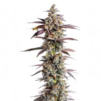 Growers Choice - Tangerine Sherbet Growers Choice - Tangerine Sherbet