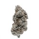 Growers Choice Tangerine Sherbet kannabiszmag