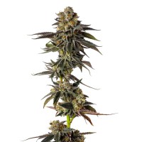 Growers Choice - .Toad Poison Growers Choice - .Toad Poison