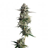 Growers Choice - Tropical Cookies