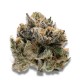 Growers Choice Tropical Cookies kannabiszmag