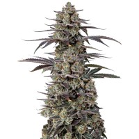 Growers Choice - Tropicana Cherry Triploid F1 Growers Choice - Tropicana Cherry Triploid F1