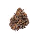 Growers Choice Tropicana Cherry Triploid F1 Growers Choice Tropicana Cherry Triploid F1 kannabiszmag