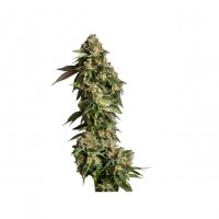 Growers Choice - Ultra Violet GMO Growers Choice - Ultra Violet GMO