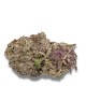 Growers Choice Ultra Violet GMO kannabiszmag