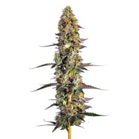 Growers Choice - .Unicorn Wagyu Growers Choice - .Unicorn Wagyu