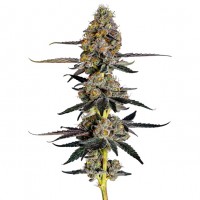 Growers Choice - Watermelon Punch Growers Choice - Watermelon Punch