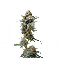 Growers Choice - Watermelon Weddingcake Growers Choice - Watermelon Weddingcake