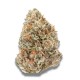 Growers Choice Watermelon Weddingcake kannabiszmag