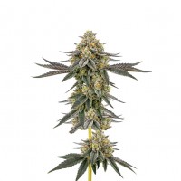 Growers Choice - Weddingcake x Frosty Gelato Growers Choice - Weddingcake x Frosty Gelato