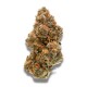 Weddingcake x Frosty Gelato Growers Choice Growers Choice Weddingcake x Frosty Gelato kannabisz magok