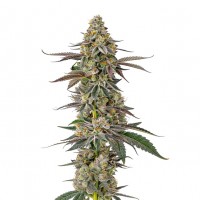 Growers Choice - White Fire OG