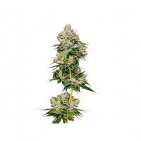 Growers Choice - White Truffle Limited Edition Growers Choice - White Truffle Limited Edition