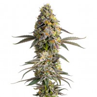 Growers Choice - Zkittlez