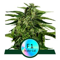 Royal Queen Seeds - Apollo F1 (Feminizált)