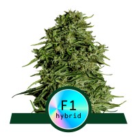 Royal Queen Seeds - Cosmos F1 CBD (Feminizált)