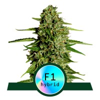 Royal Queen Seeds - Medusa F1 (Feminizált)