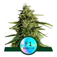 Royal Queen Seeds - Milky Way F1 (Autoflowering)