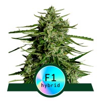 Royal Queen Seeds - Titan F1 (Feminizált)
