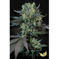 Paradise Seeds - Momo (Feminized seed)