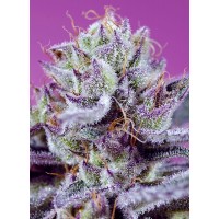 Sweet Seeds Diablo’s Delight XL Auto® fem 3