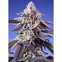 Sweet Seeds Permanent Jealousy XL Auto®