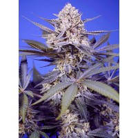Sweet Seeds Pineapple Slush XL Auto®
