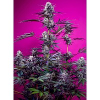 Sweet Seeds Studio 54 Stardust Auto®  fem 3