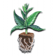Exotic Seed - Quick Sherbet kannabis mag