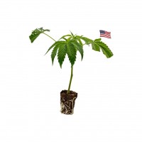 Banana Runtz – Premium Cannabis Clone