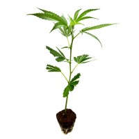 Grape Pie – Premium Cannabis Clone