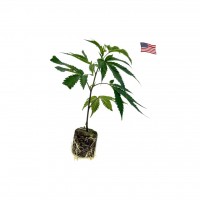 Fizzy Bubblegum – Premium Cannabis Clone