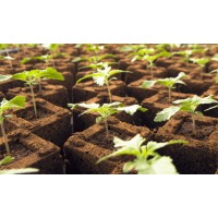 Cannabis Seedlings