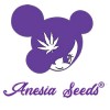 Anesia Seeds